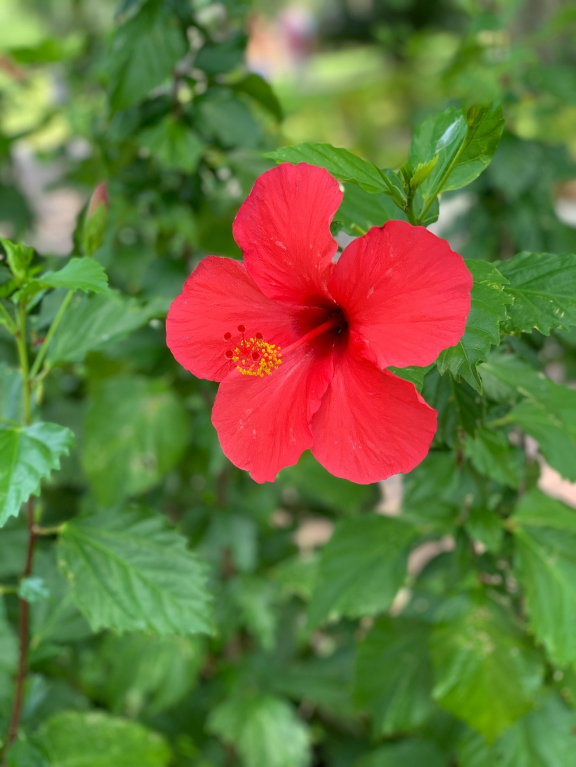 纤细清雅的芙蓉花图片