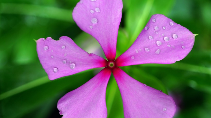 沾满水珠的鲜花图片