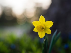 花香扑鼻清秀典雅的水仙花图片(23张)