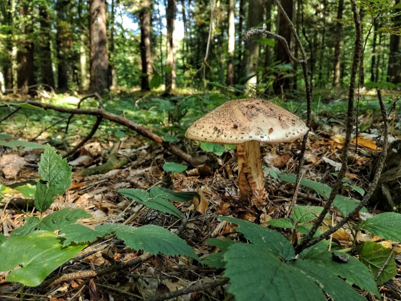 森林里的野蘑菇图片