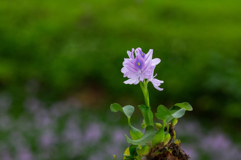 淡紫色清丽的雨久花图片