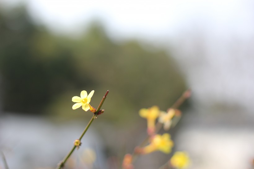 鹅黄色的迎春花图片