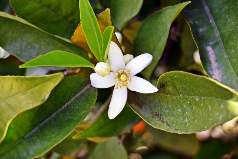 纯洁芳香的茉莉花图片