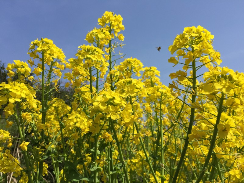 黄灿灿的油菜花田风景图片