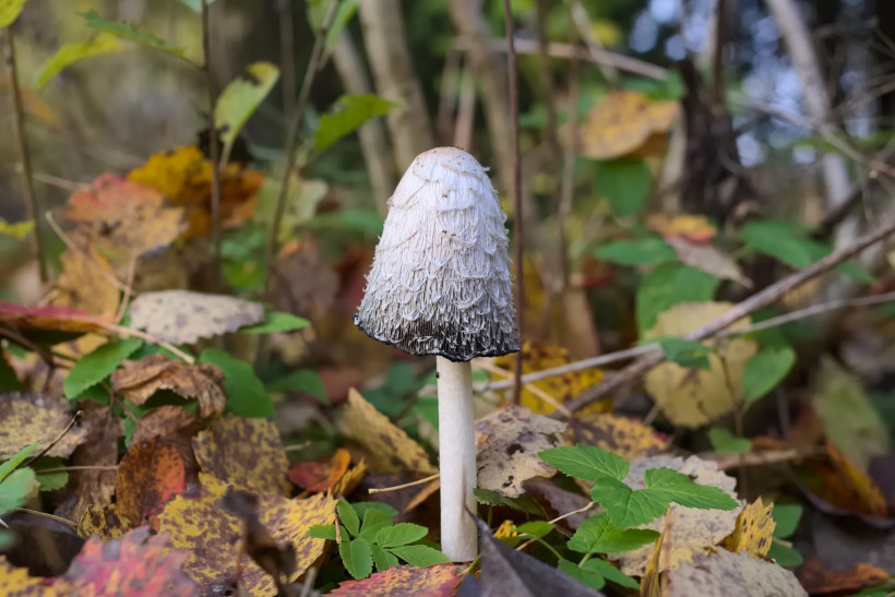 草丛中野生的鸡腿菇图片