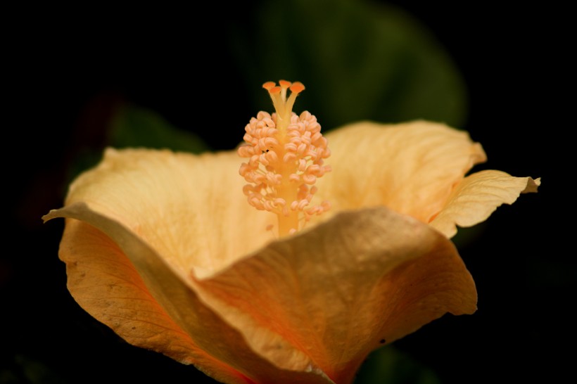 清新娇艳的芙蓉花图片