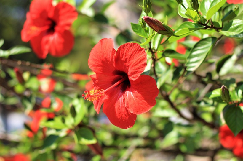 纤细清新的芙蓉花图片