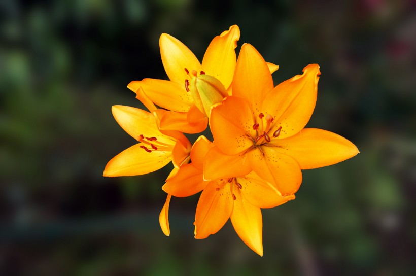 优雅芳香的百合花图片