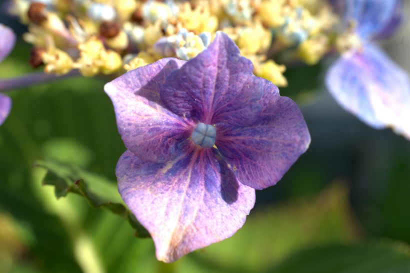 花团锦簇的淡紫色八仙花图片