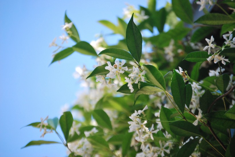 芳香洁白的茉莉花图片