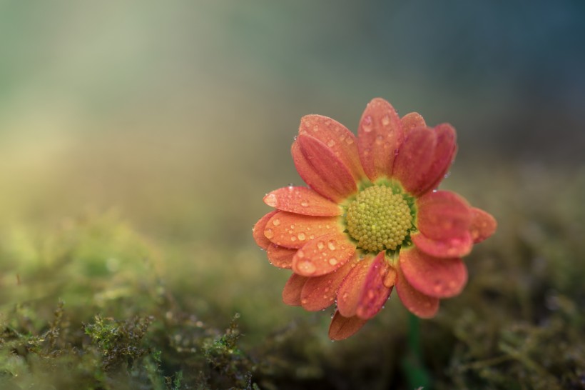 沾满水珠的鲜花图片