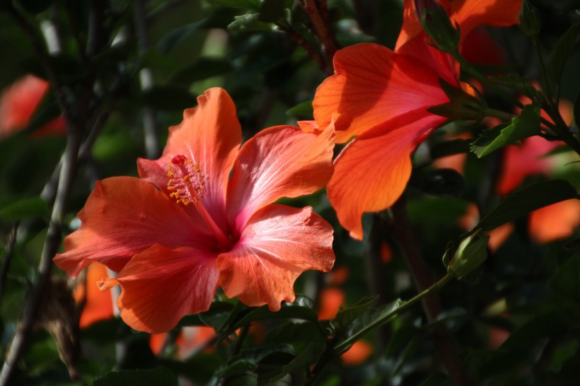 纤细纯洁的芙蓉花图片