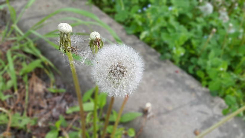 毛茸茸的蒲公英图片