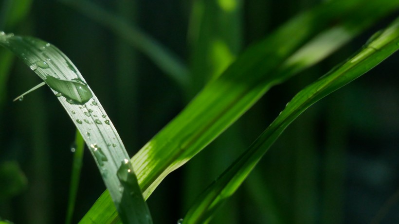 雨后绿叶图片