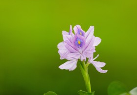 淡紫色清丽的雨久花图片(11张)