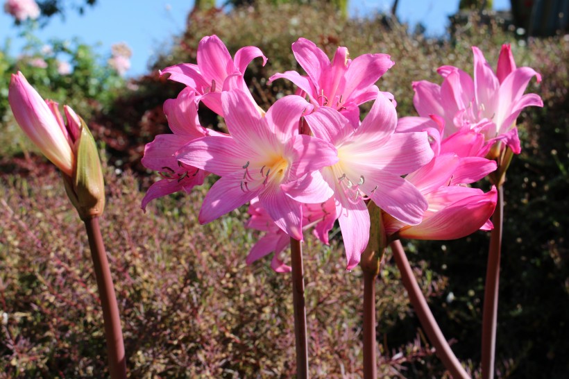 让人心生欢喜的百合花图片