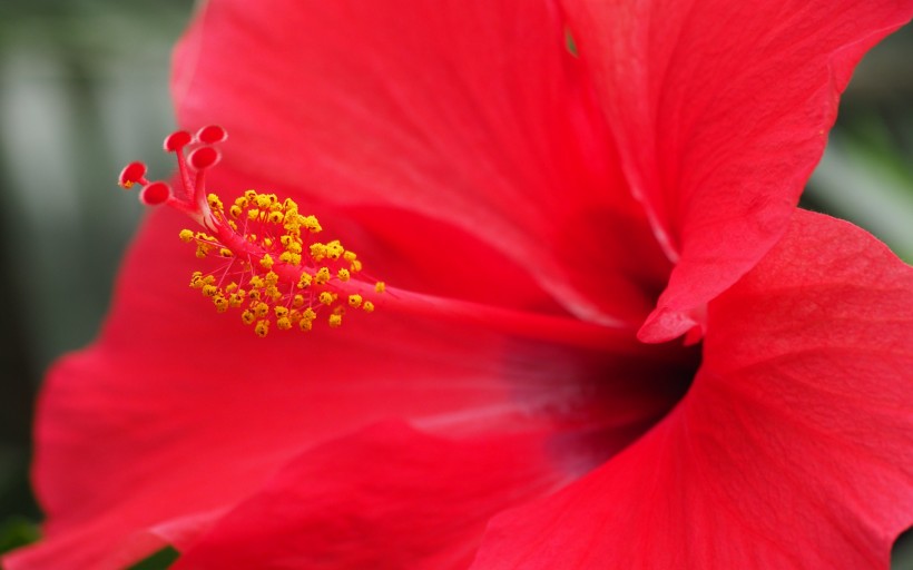 纤细清新的芙蓉花图片