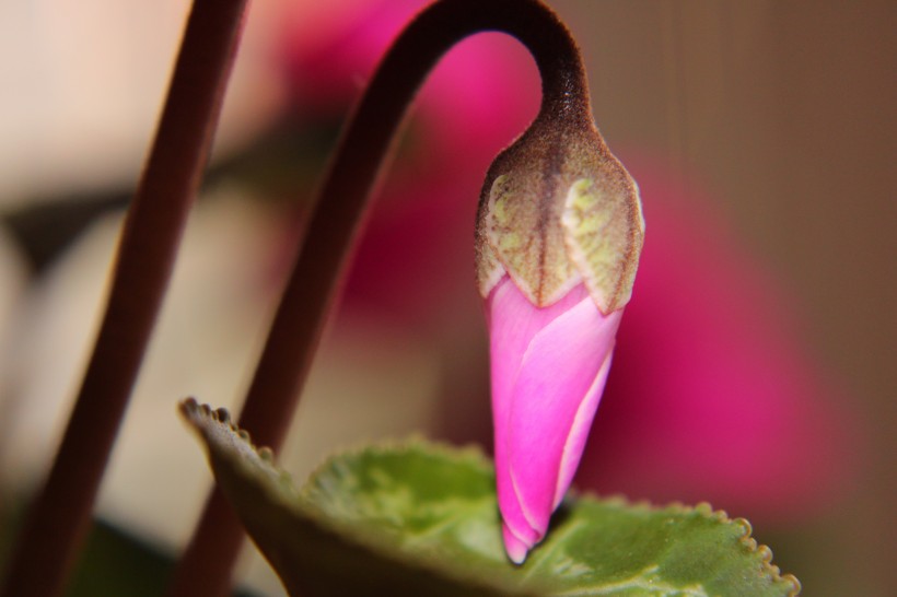 花型优美馨香的仙客来图片