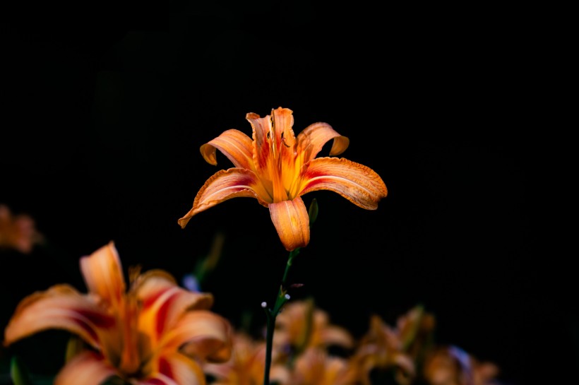 优雅芳香的百合花图片