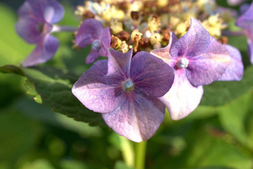 花团锦簇的淡紫色八仙花图片