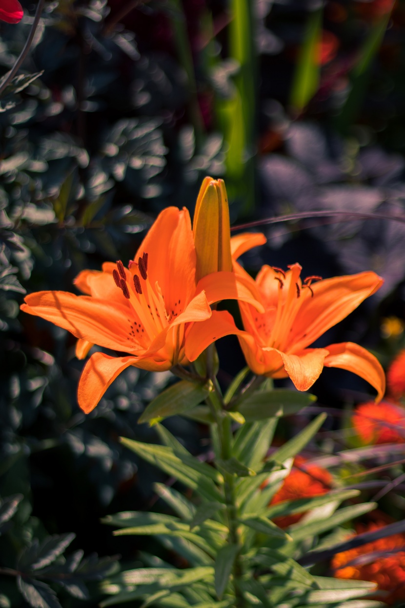 优雅芳香的百合花图片