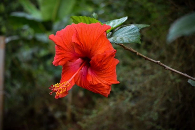 纤细清雅的芙蓉花图片