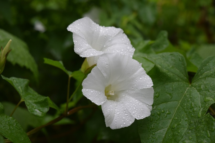 淡雅清新的牵牛花图片