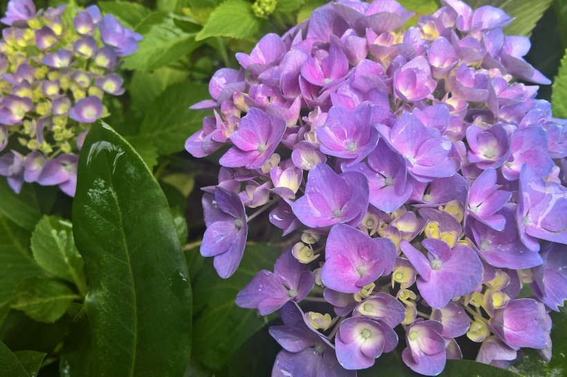 花团锦簇的淡紫色八仙花图片