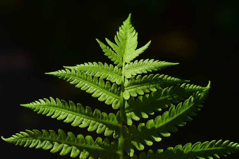 绿色的蕨菜植物图片