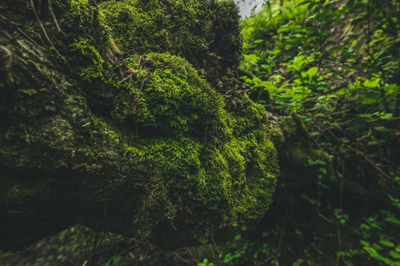 绿色的苔藓图片