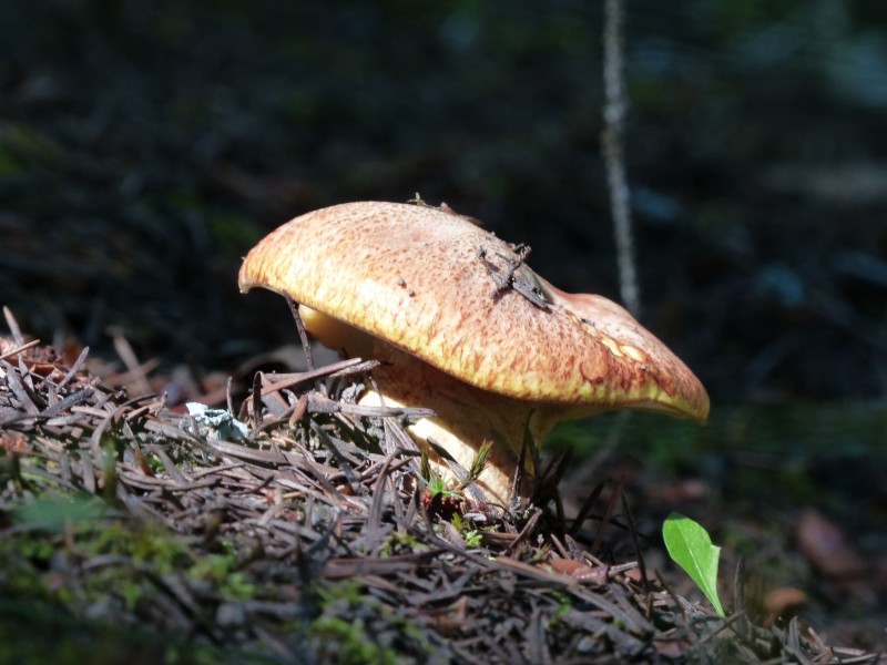 森林里的野蘑菇图片