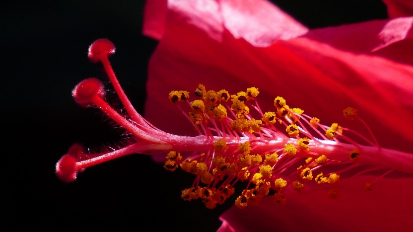 粉色和红色的芙蓉花图片