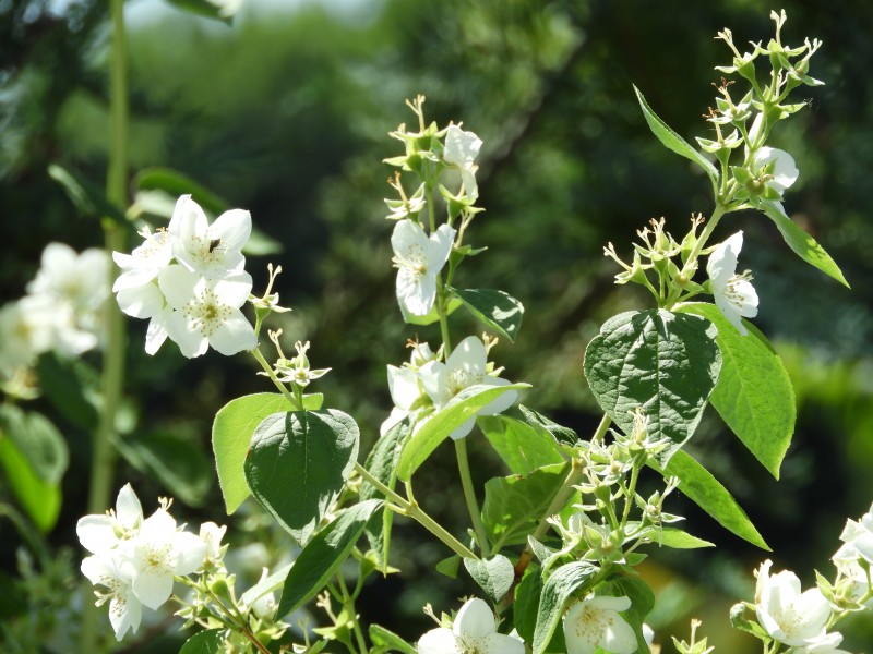 纯洁芳香的茉莉花图片