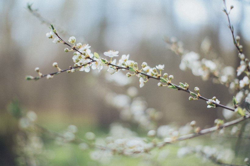 苹果树花图片