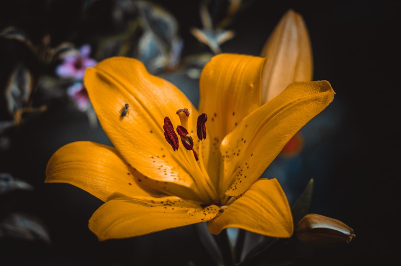 千娇百媚的百合花图片