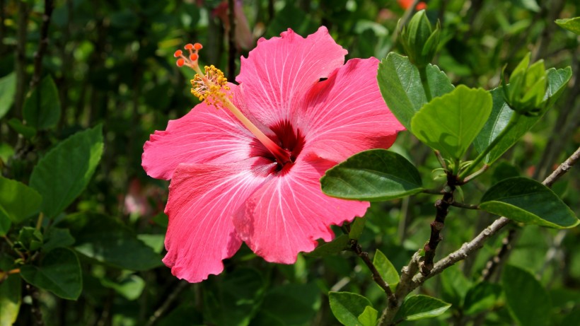 粉色和红色的芙蓉花图片