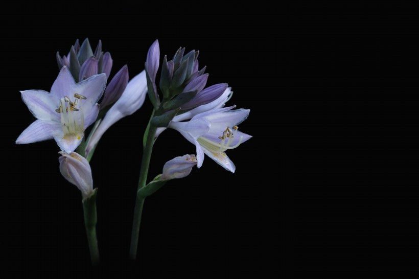 千娇百媚的百合花图片