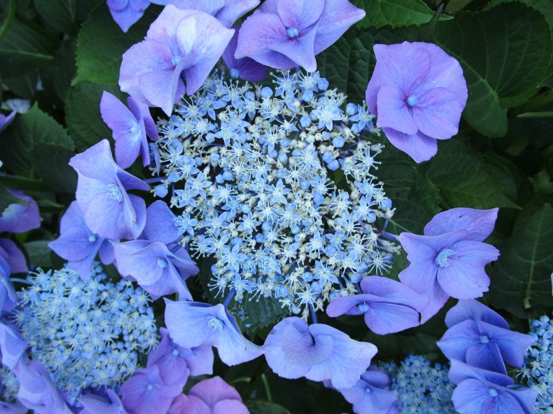 花团锦簇的淡紫色八仙花图片