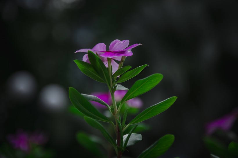 形态优美的长春花图片