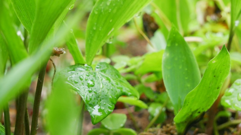 雨后绿叶图片