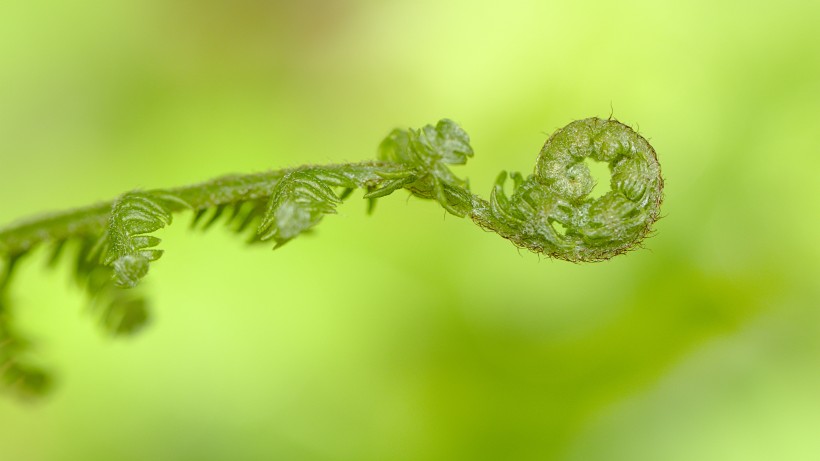 绿色清新的蕨菜图片