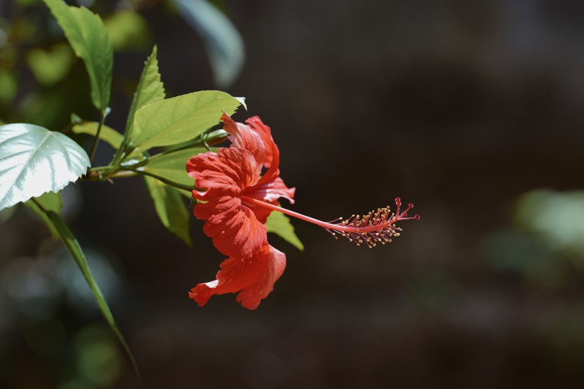 清新娇艳的芙蓉花图片