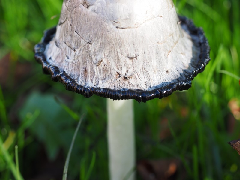 草丛中野生的鸡腿菇图片