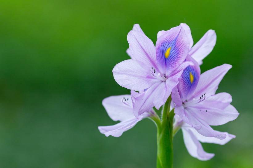 淡紫色清丽的雨久花图片