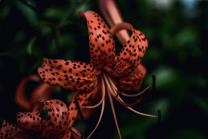 清丽芳香的百合花图片