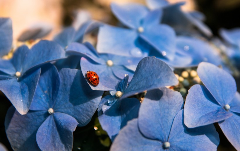 花团锦簇的八仙花图片