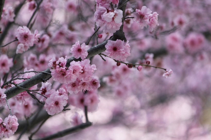 生机勃勃灿烂盛开的樱花图片