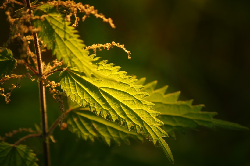 绿色的荨麻图片