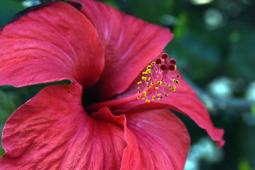 纤细清新的芙蓉花图片