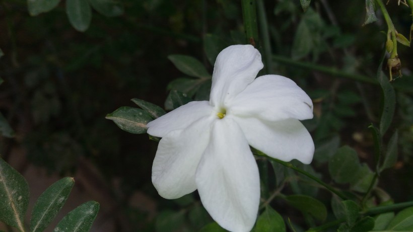 纯洁芳香的茉莉花图片